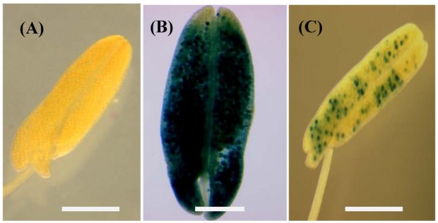 Agriculture 02 00295 g008 1024