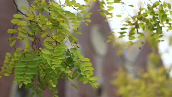 Rightway Nutrition Garcinia