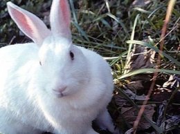 A New Zealand white rabbit. (Greg Bulla/Wikipedia)
