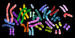 Human Chromosomes