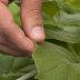UC Davis Animal Biotechnology