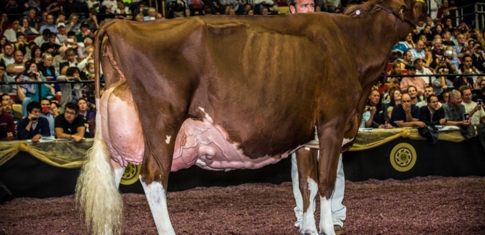 Best Genetics programs in the world