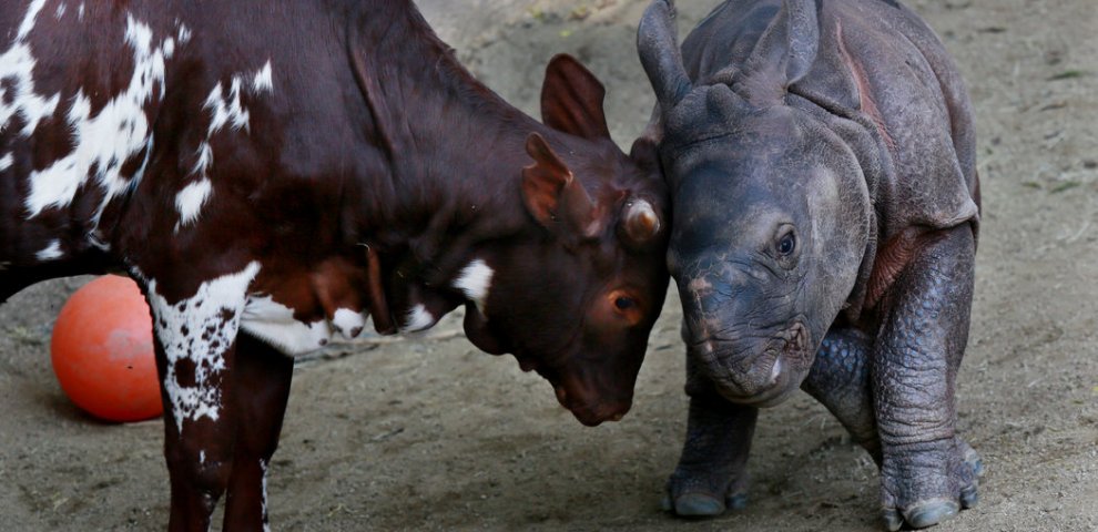 Biology Articles New York Times