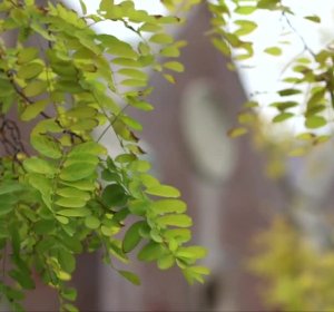 BioGenetic Laboratories Garcinia Trim reviews