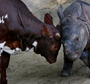 Biology Articles New York Times