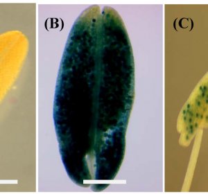 Gold Biotechnology X-Gluc