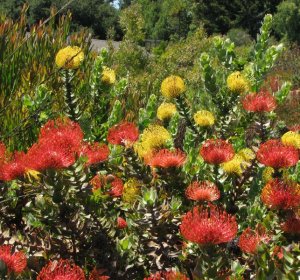 Santa Cruz Biotechnology Wiki