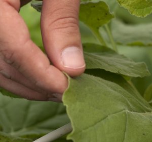 UC Davis Animal Biotechnology