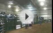 Rooster Booster son, bucking bull semen for sale